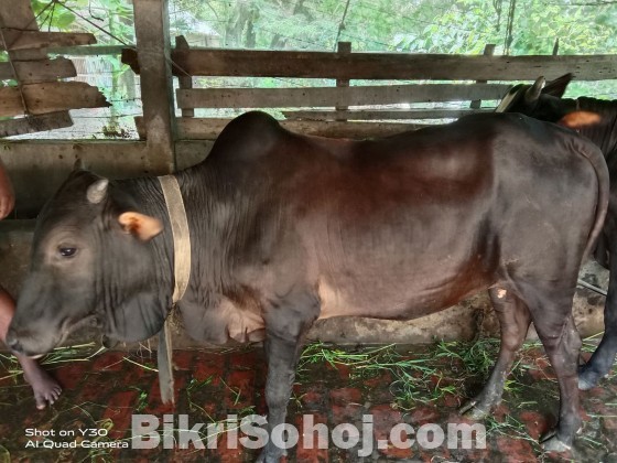 Cow Black